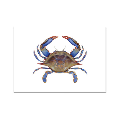 Blue Crab Hahnemühle Photo Rag Print