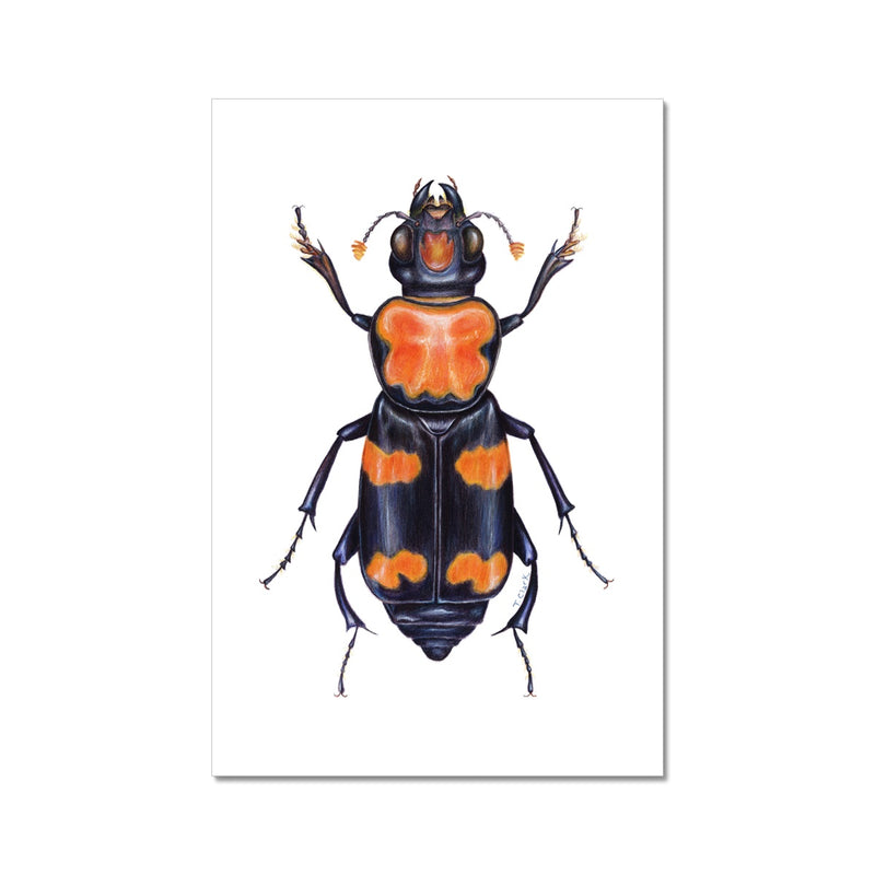 Burying Beetle Hahnemühle German Etching Print