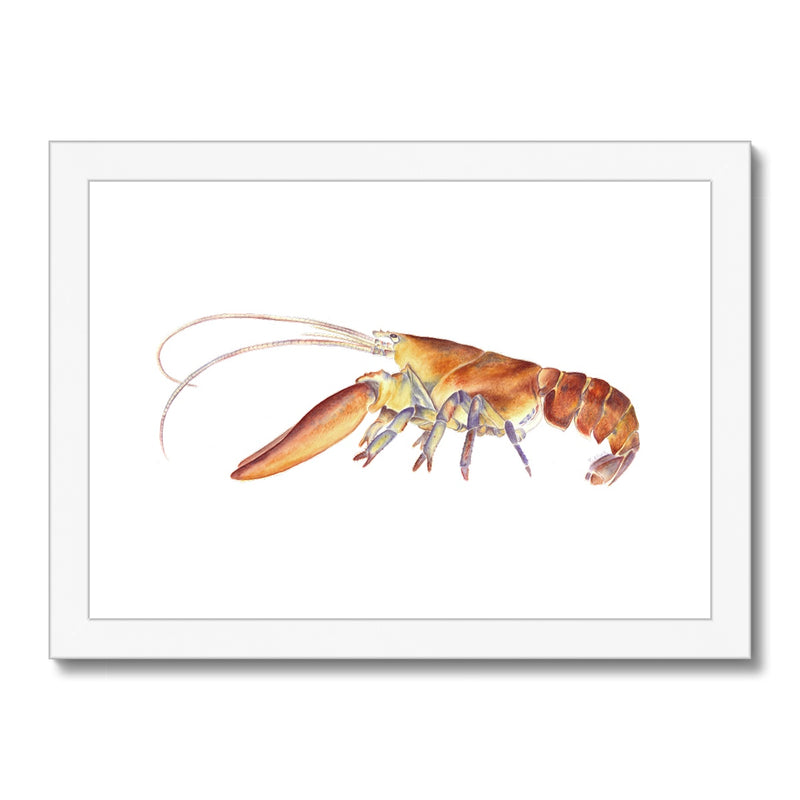 Northern Lobster Framed Print