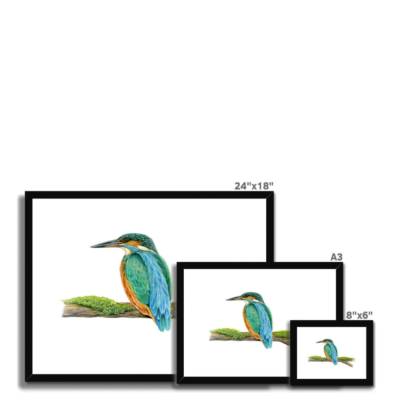 Kingfisher Framed & Mounted Print