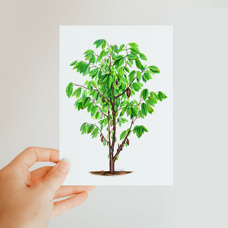 Cacao Tree Classic Postcard