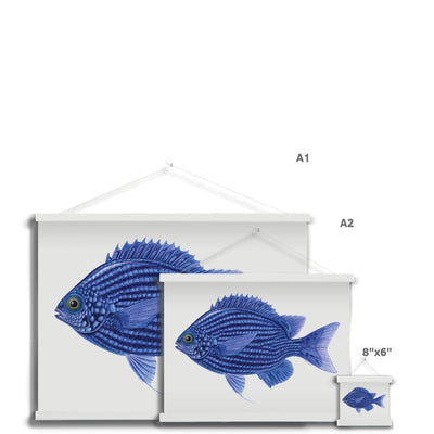 Deep Blue Chromis Fine Art Print with Hanger