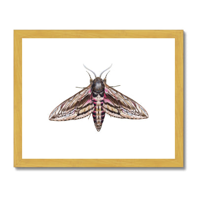 Hawkmoth Antique Framed & Mounted Print