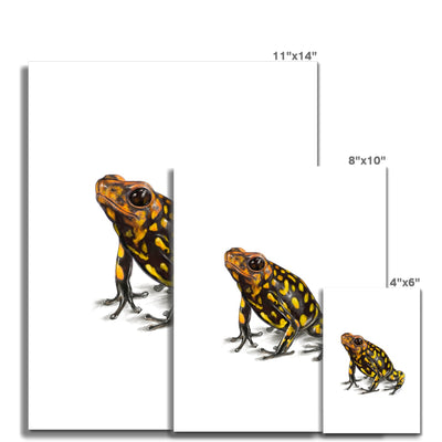 Harlequin poison frog Photo Art Print