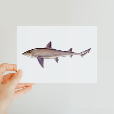Smooth Dogfish Classic Postcard