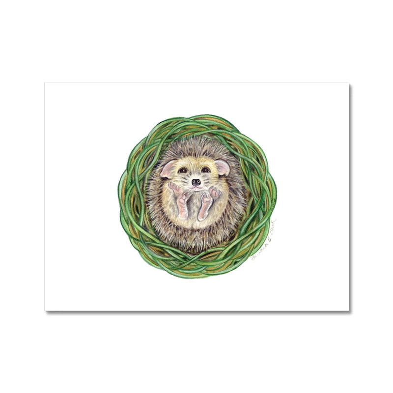 Hedgehog  Fine Art Print