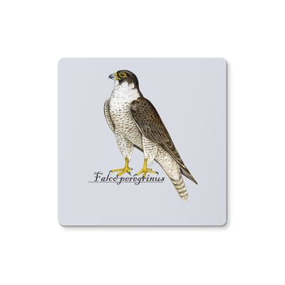 Peregrine Falcon Coaster