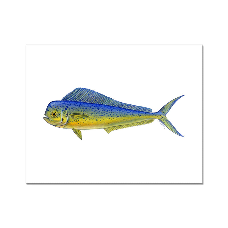 Mahi Mahi Fine Art Print