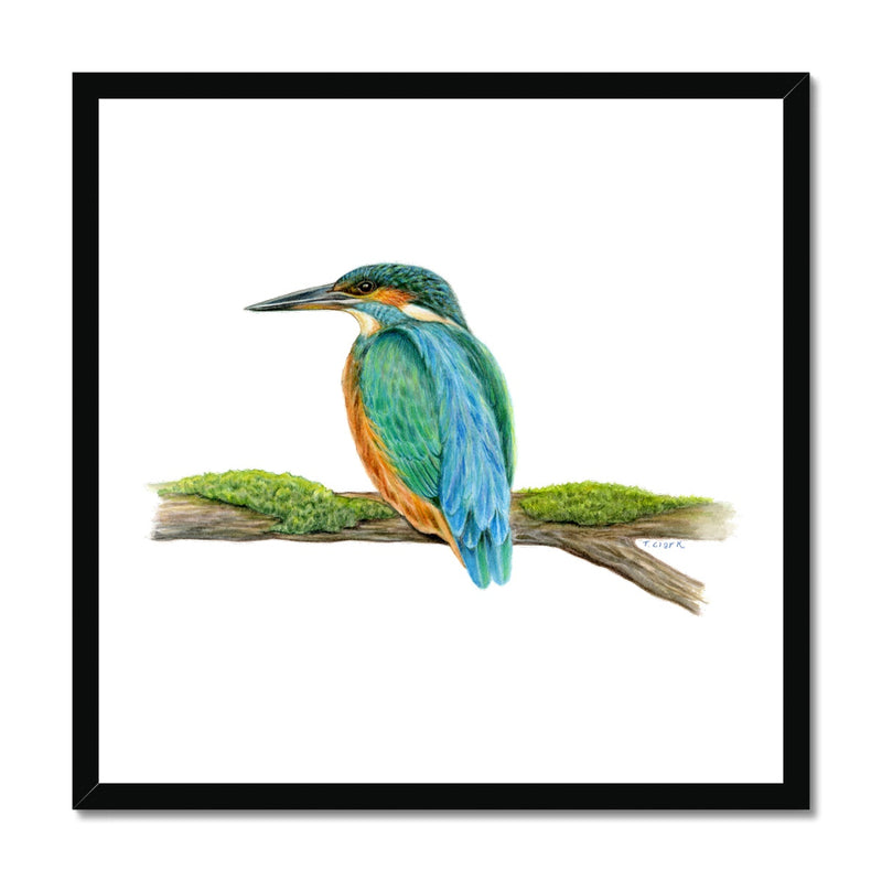 Kingfisher Framed Print