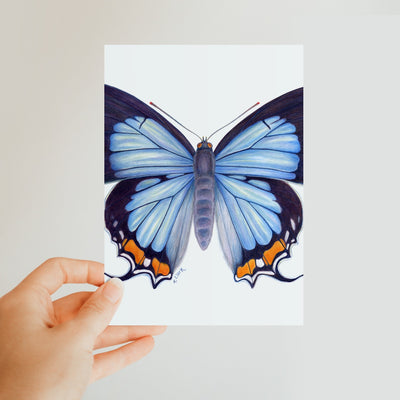 Imperial Blue Butterfly Classic Postcard
