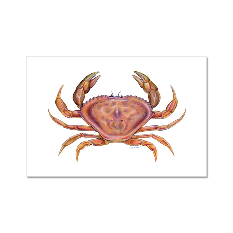 Dungeness Crab Fine Art Print