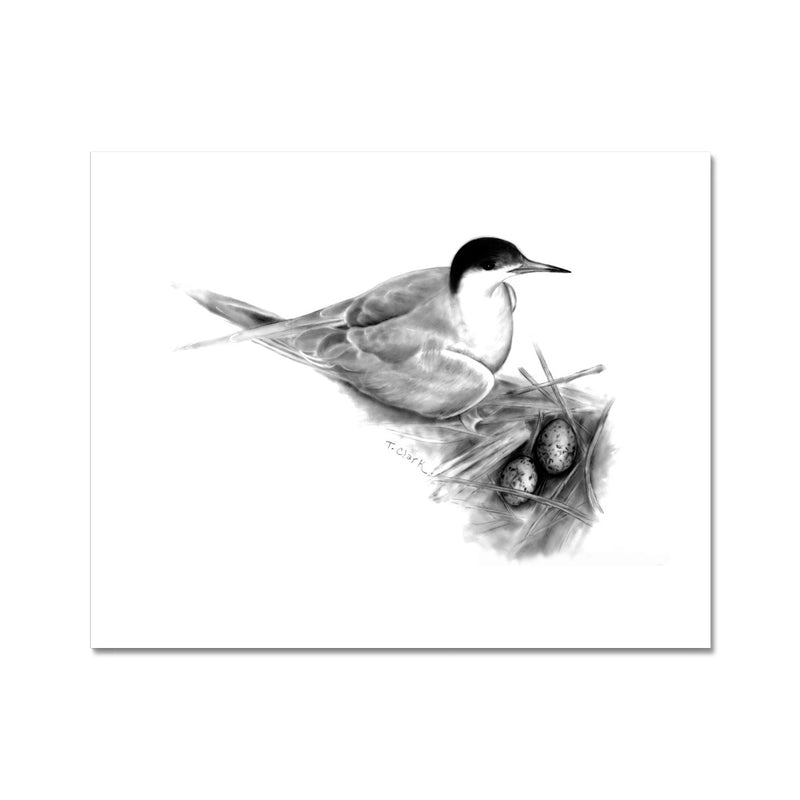 Common Tern Hahnemühle Photo Rag Print