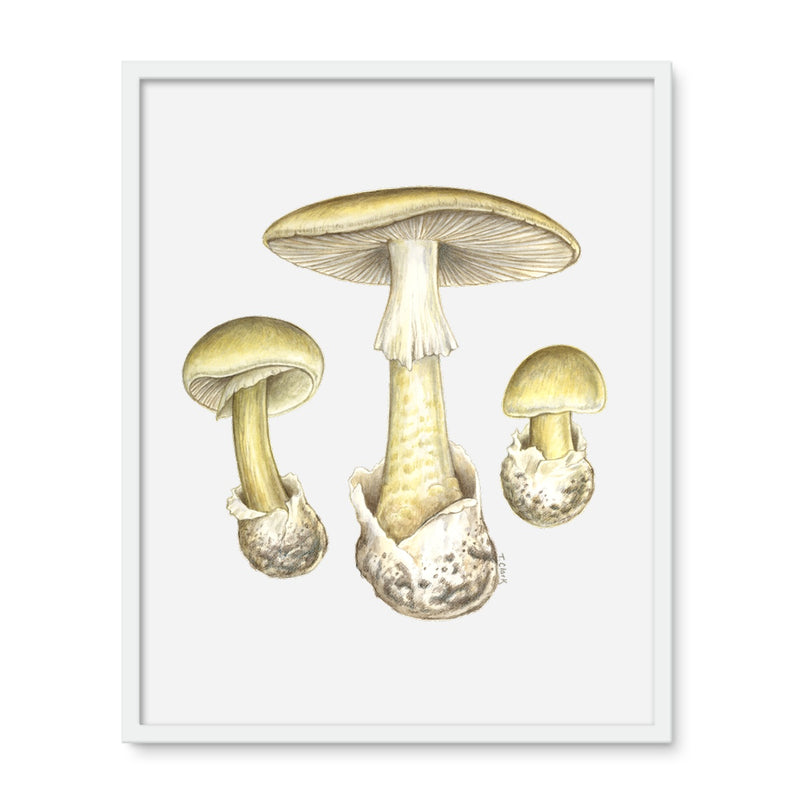 Deathcap Mushroom Framed Photo Tile