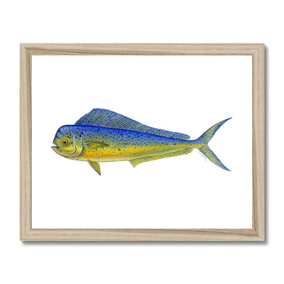 Mahi Mahi Framed Print