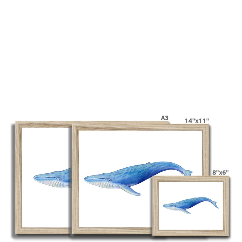 Blue Whale Framed Print