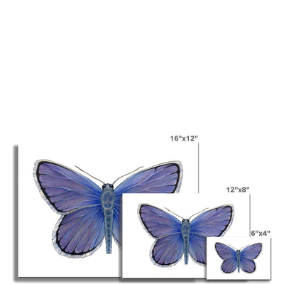 Karner Blue Butterfly Fine Art Print