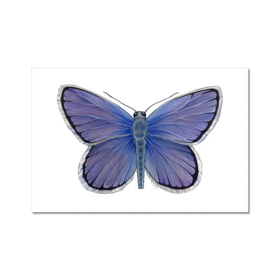 Karner Blue Butterfly Fine Art Print