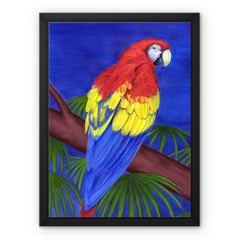 Scarlet Red Macaw Framed Canvas
