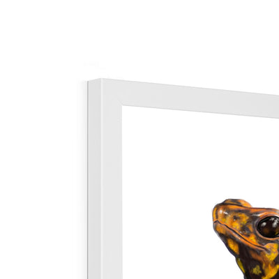 Harlequin poison frog Framed Print