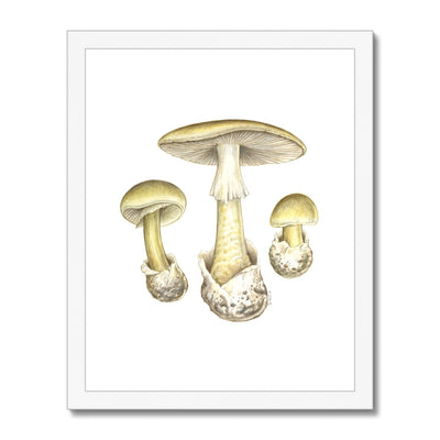 Deathcap Mushroom Framed Print