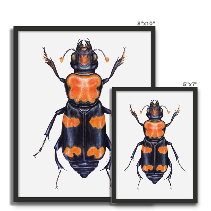 Burying Beetle Framed Photo Tile