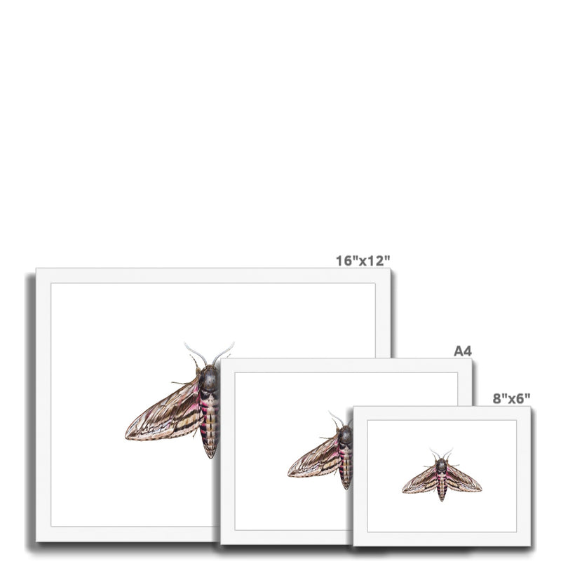 Hawkmoth Framed & Mounted Print