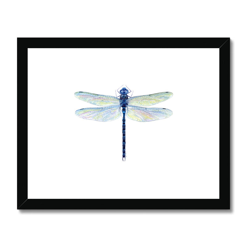 Spatterdock Darner Dragonfly Framed & Mounted Print