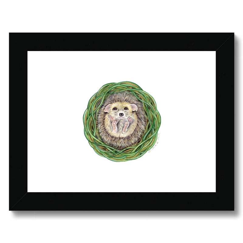 Hedgehog  Framed & Mounted Print