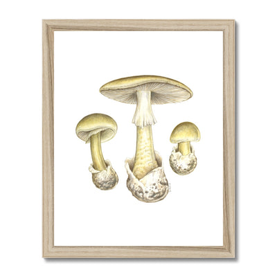 Deathcap Mushroom Framed Print
