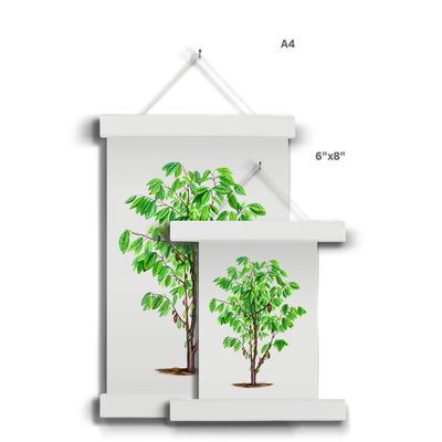 Cacao Tree Fine Art Print with Hanger