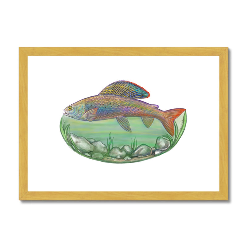 Arctic Grayling Antique Framed & Mounted Print