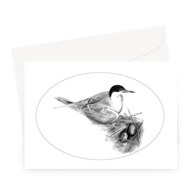 Common Tern Greeting Card