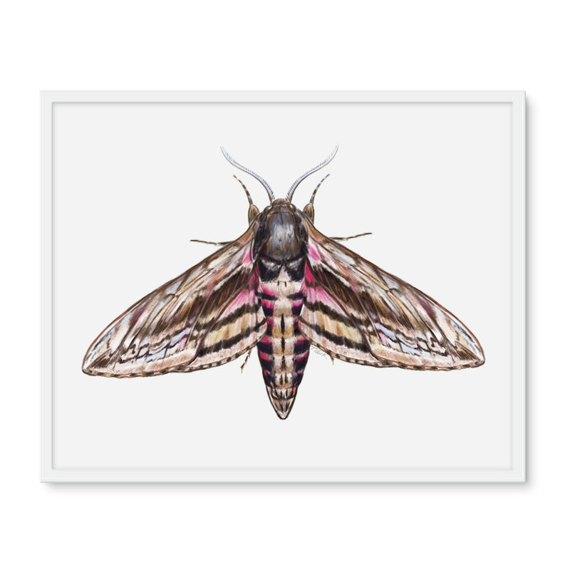 Hawkmoth Framed Photo Tile