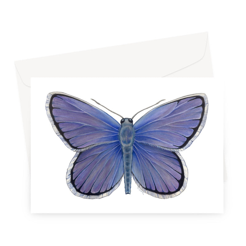 Karner Blue Butterfly Greeting Card