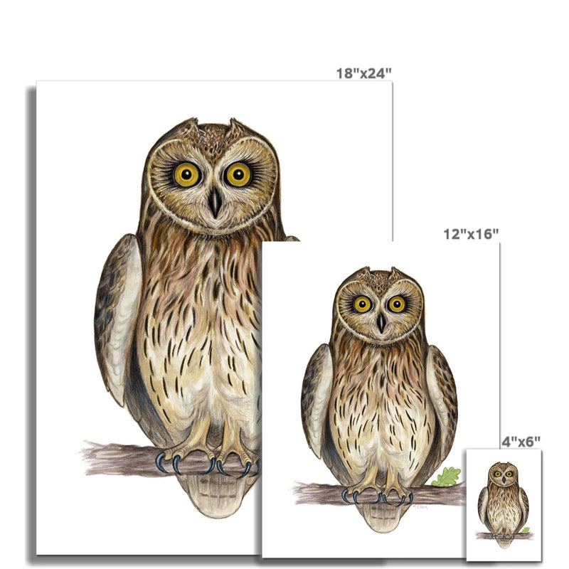 Short-eared Owl Hahnemühle German Etching Print