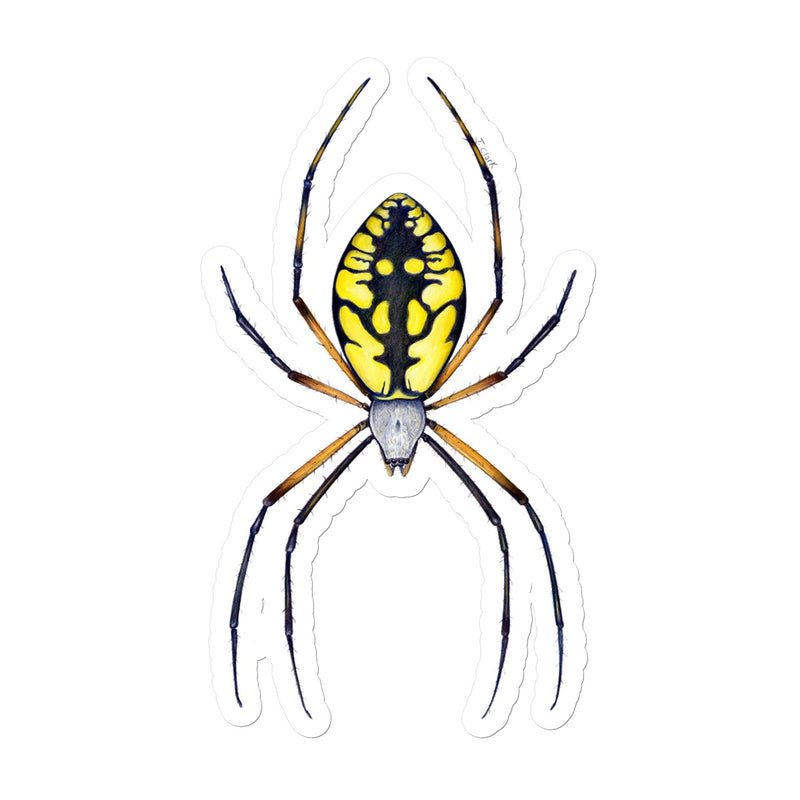 Argiope Spider Sticker