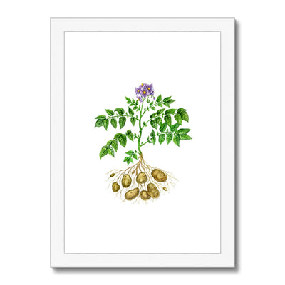 Potato  Framed & Mounted Print