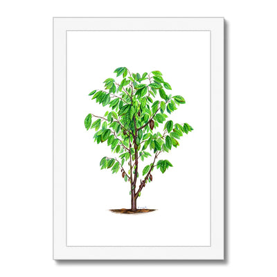 Cacao Tree Framed Print