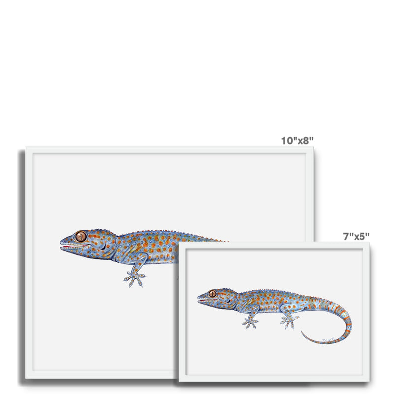 Tokay Gecko Framed Photo Tile