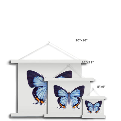 Imperial Blue Butterfly Fine Art Print with Hanger