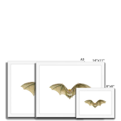 Daubenten's Bat Framed & Mounted Print