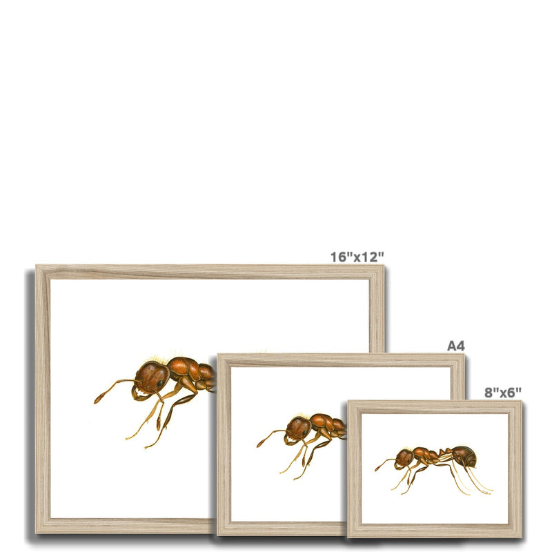 Fire Ant Framed Print