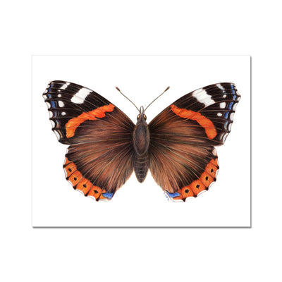 Red Admiral Butterfly Hahnemühle Photo Rag Print
