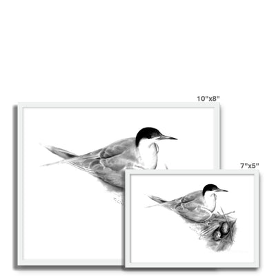 Common Tern Framed Photo Tile