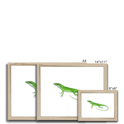 Green Anole Lizard Framed & Mounted Print