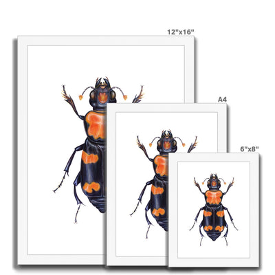 Burying Beetle Framed Print