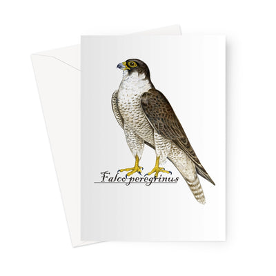 Peregrine Falcon Greeting Card