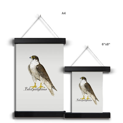 Peregrine Falcon Fine Art Print with Hanger