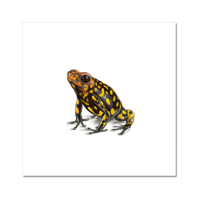 Harlequin poison frog Photo Art Print