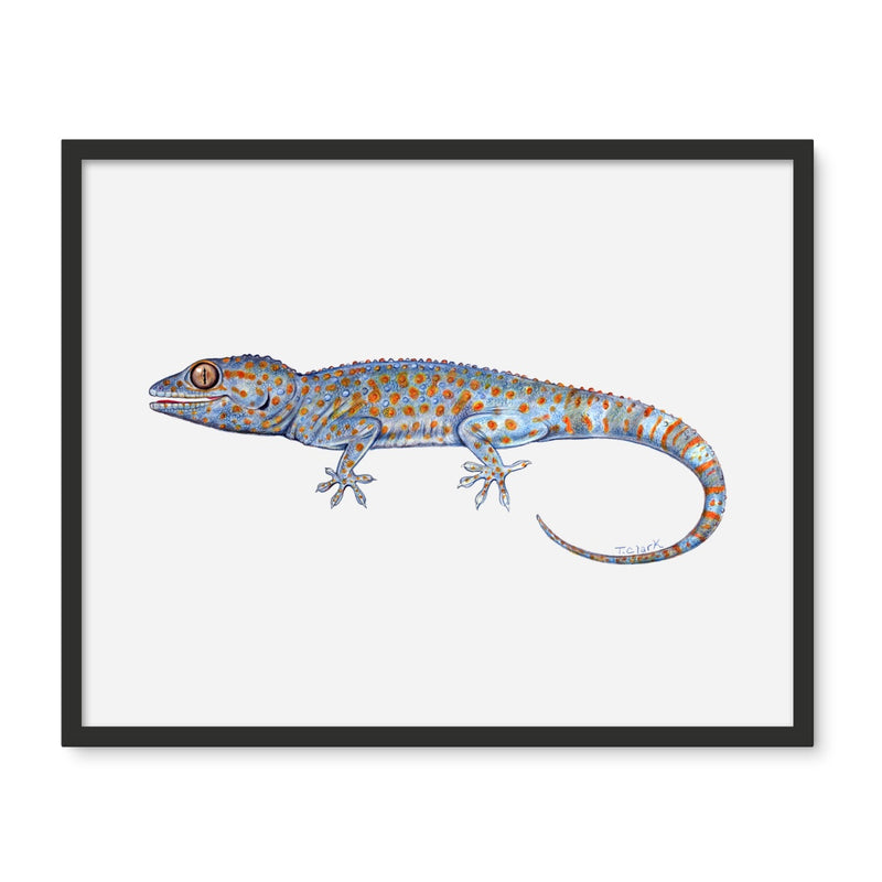 Tokay Gecko Framed Photo Tile